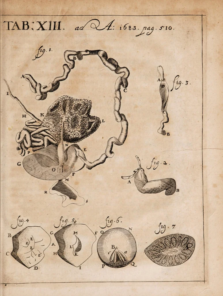 An illustration from Acta eruditorum. Reprint, 1683, 1683, leaf 545
