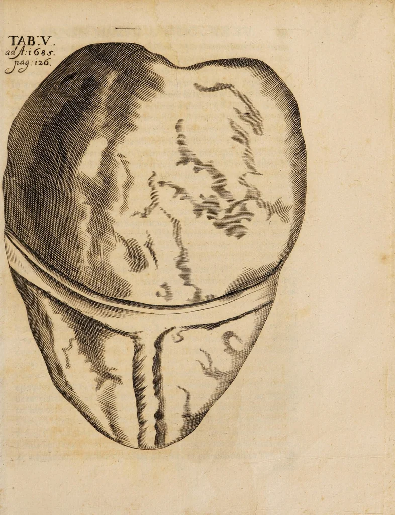 An illustration from Acta eruditorum. 1685, 1685, leaf 141