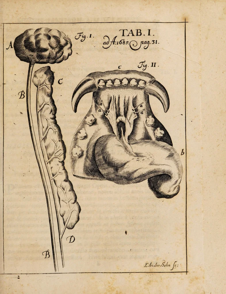 An illustration from Acta eruditorum. 1685, 1685, leaf 37