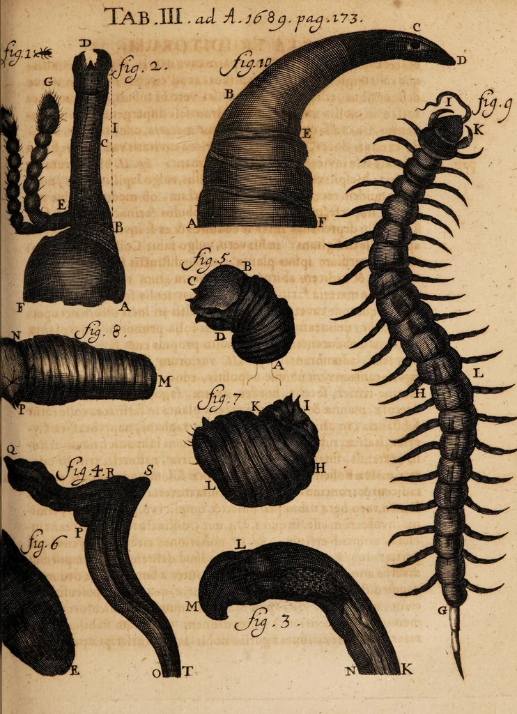 An illustration from Acta eruditorum. 1689, 1689, leaf 185