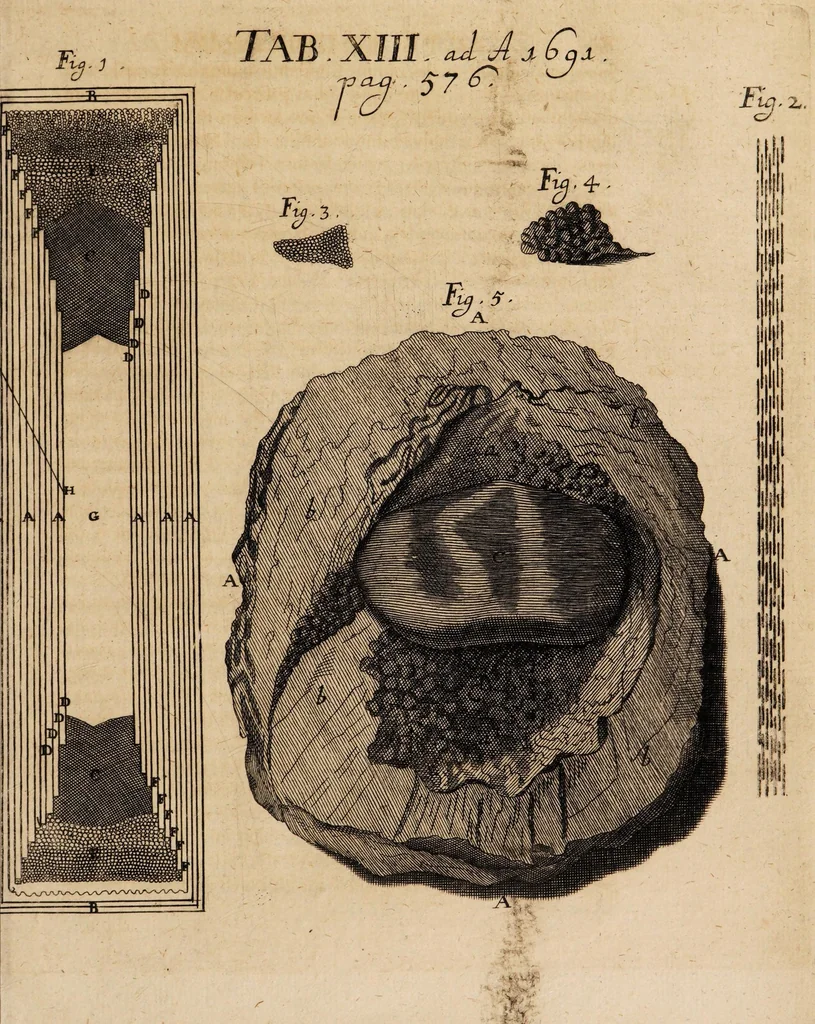 An illustration from Acta eruditorum. 1691, 1691, leaf 613