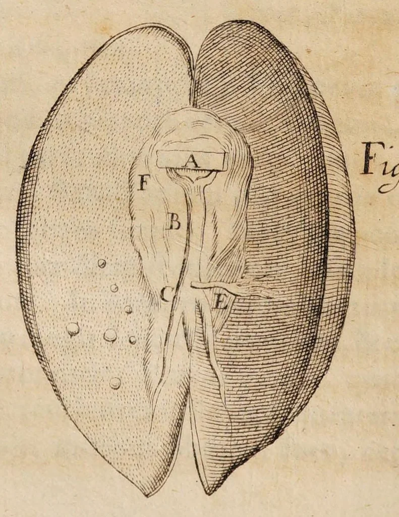 An illustration from Acta eruditorum. Supplementa. Tomus I., 1692, 1692, leaf 226