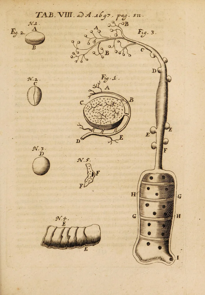 An illustration from Acta eruditorum. 1697, 1697, leaf 533