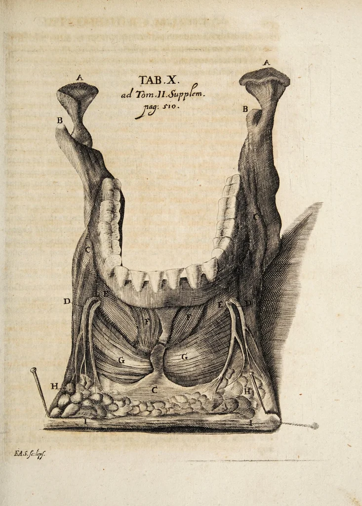 An illustration from Acta eruditorum. Supplementa. Tomus II., 1696, 1696, leaf 531