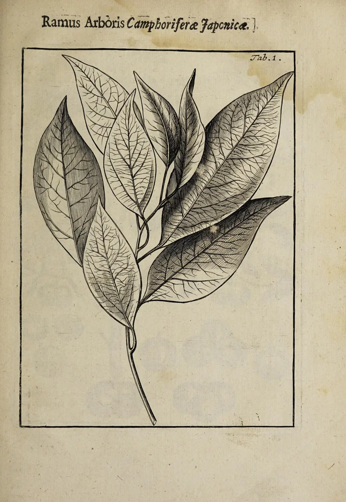 An illustration from Weekly memorials for the ingenious : or, An account of books lately set forth in several languages. With other accounts relating arts and sciences. 1682-1683., 1683, leaf 327