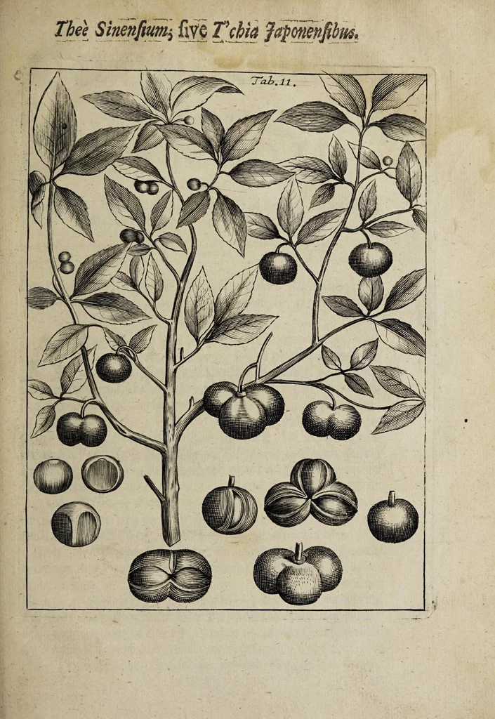 An illustration from Weekly memorials for the ingenious : or, An account of books lately set forth in several languages. With other accounts relating arts and sciences. 1682-1683., 1683, leaf 329