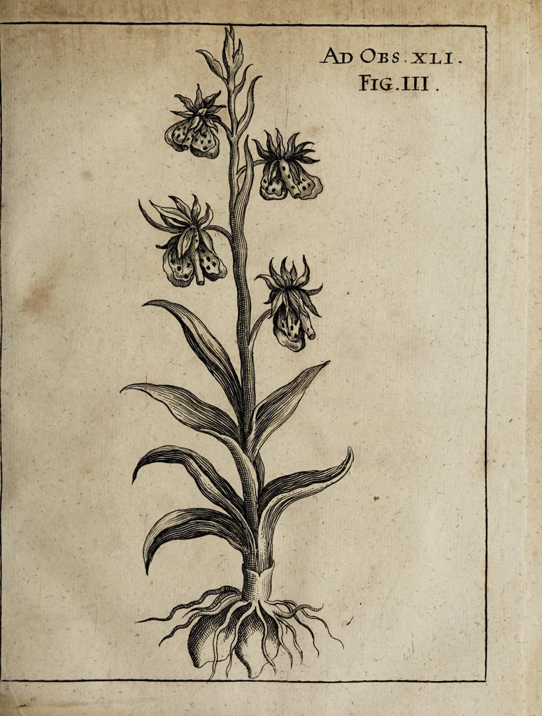 An illustration from Miscellanea curiosa medico-physica Academiæ Naturæ curiosorum, sive, Ephemeridum medico-physicarum Germanicarum curiosarum. 1671., 1671, leaf 169