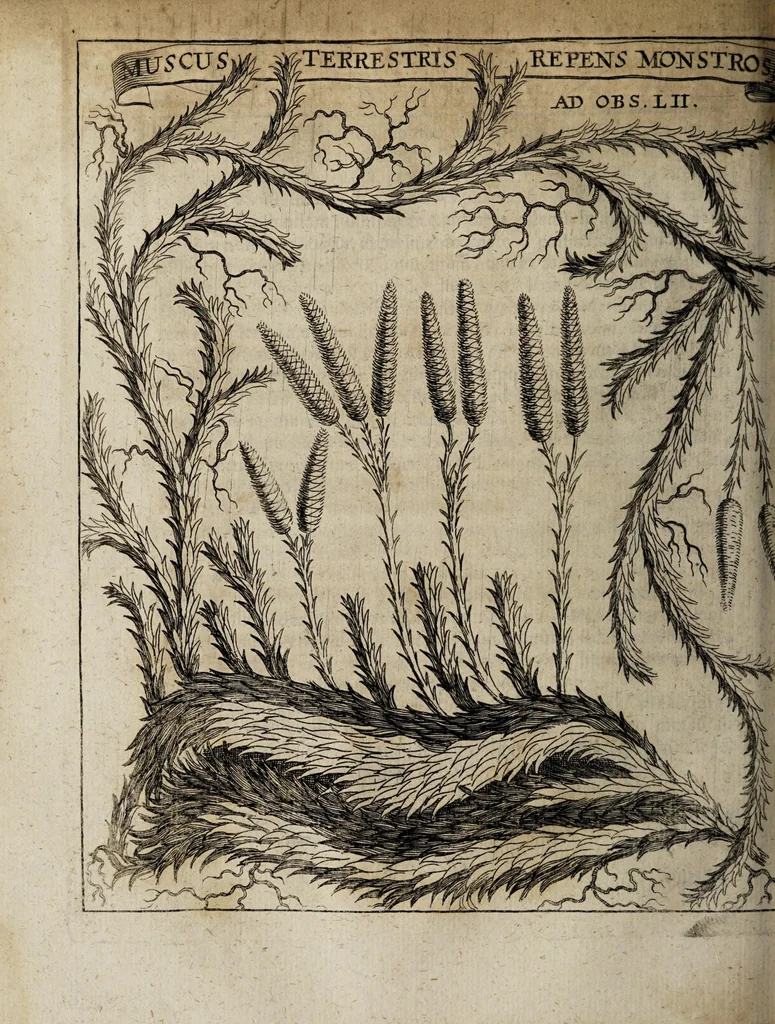 An illustration from Miscellanea curiosa medico-physica Academiæ Naturæ curiosorum, sive, Ephemeridum medico-physicarum Germanicarum curiosarum. 1671., 1671, leaf 200