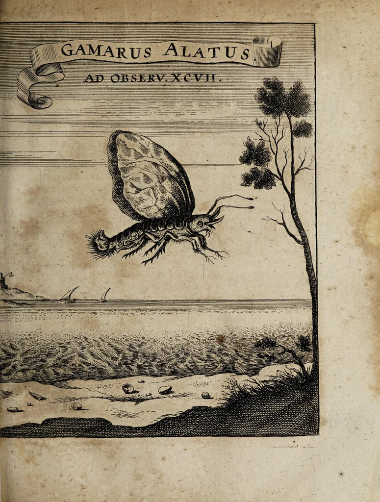 An illustration from Miscellanea curiosa medico-physica Academiæ Naturæ curiosorum, sive, Ephemeridum medico-physicarum Germanicarum curiosarum. 1671., 1671, leaf 295