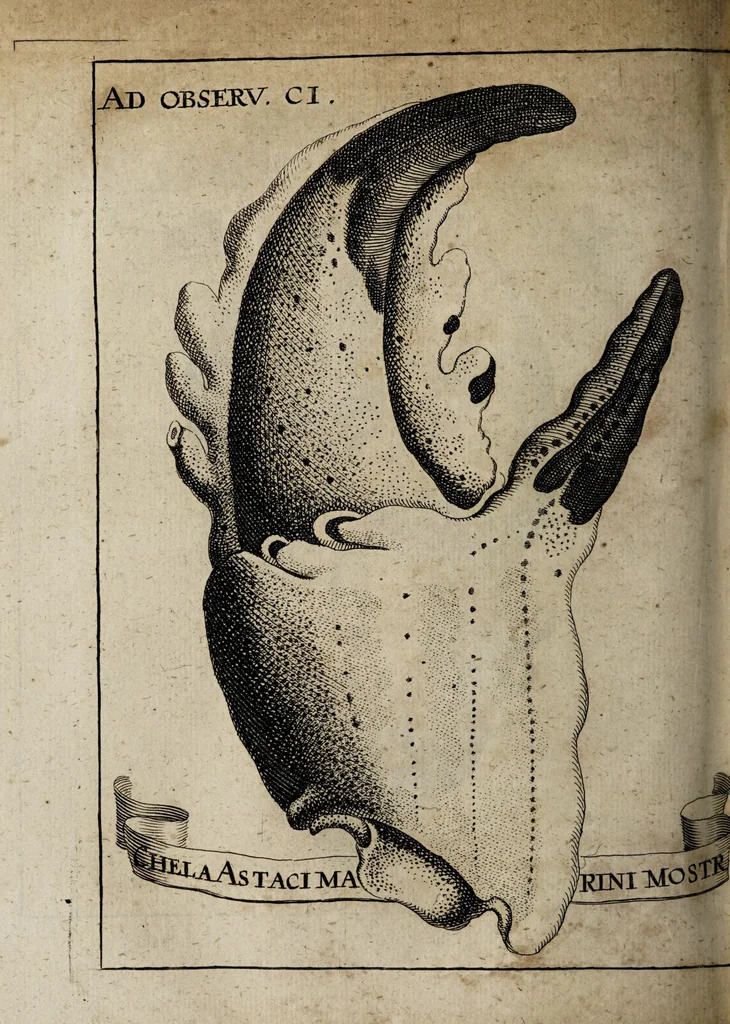 An illustration from Miscellanea curiosa medico-physica Academiæ Naturæ curiosorum, sive, Ephemeridum medico-physicarum Germanicarum curiosarum. 1671., 1671, leaf 306