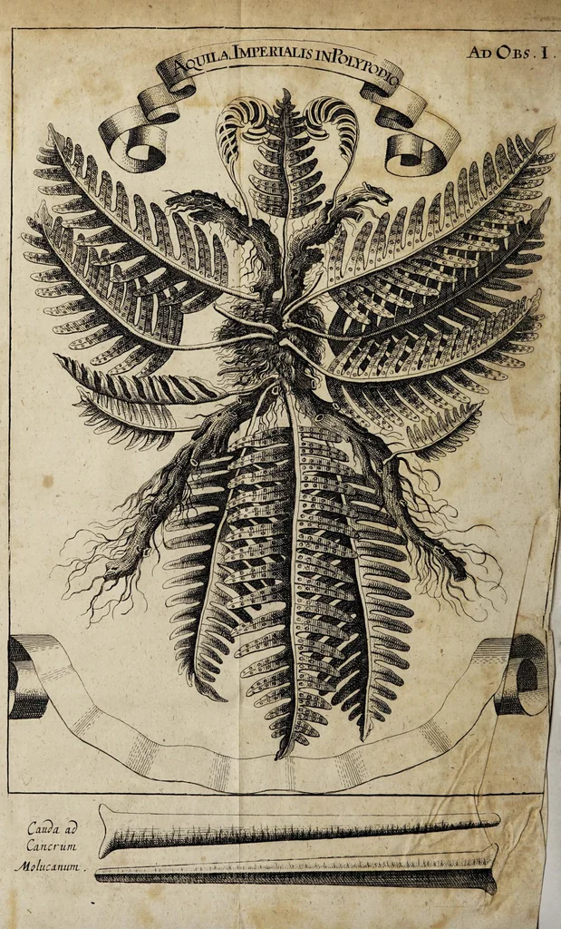An illustration from Miscellanea curiosa medico-physica Academiæ Naturæ curiosorum, sive, Ephemeridum medico-physicarum Germanicarum curiosarum. 1671., 1671, leaf 78