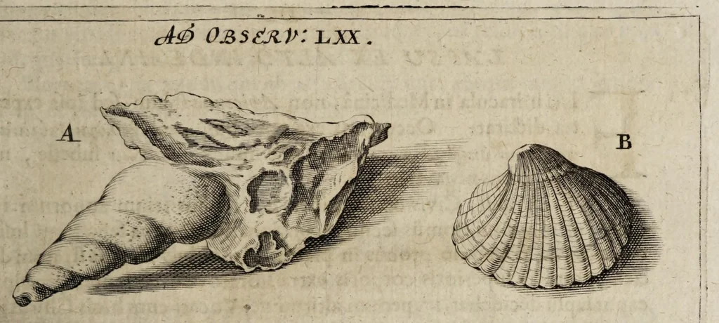 An illustration from Miscellanea curiosa medico-physica Academiæ Naturæ curiosorum, sive, Ephemeridum medico-physicarum Germanicarum curiosarum. 1672., 1672, leaf 167