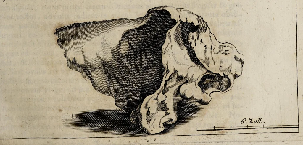 An illustration from Miscellanea curiosa medico-physica Academiæ Naturæ curiosorum, sive, Ephemeridum medico-physicarum Germanicarum curiosarum. 1672., 1672, leaf 437