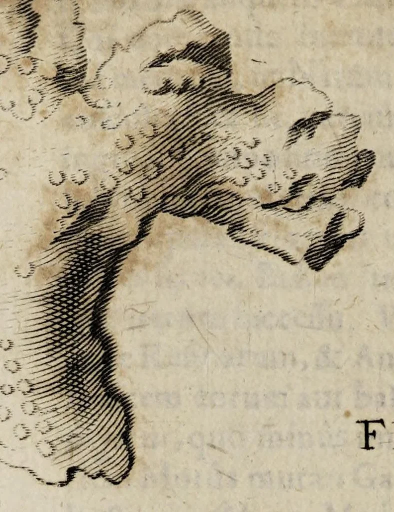 An illustration from Miscellanea curiosa medico-physica Academiæ Naturæ curiosorum, sive, Ephemeridum medico-physicarum Germanicarum curiosarum. 1672., 1672, leaf 488