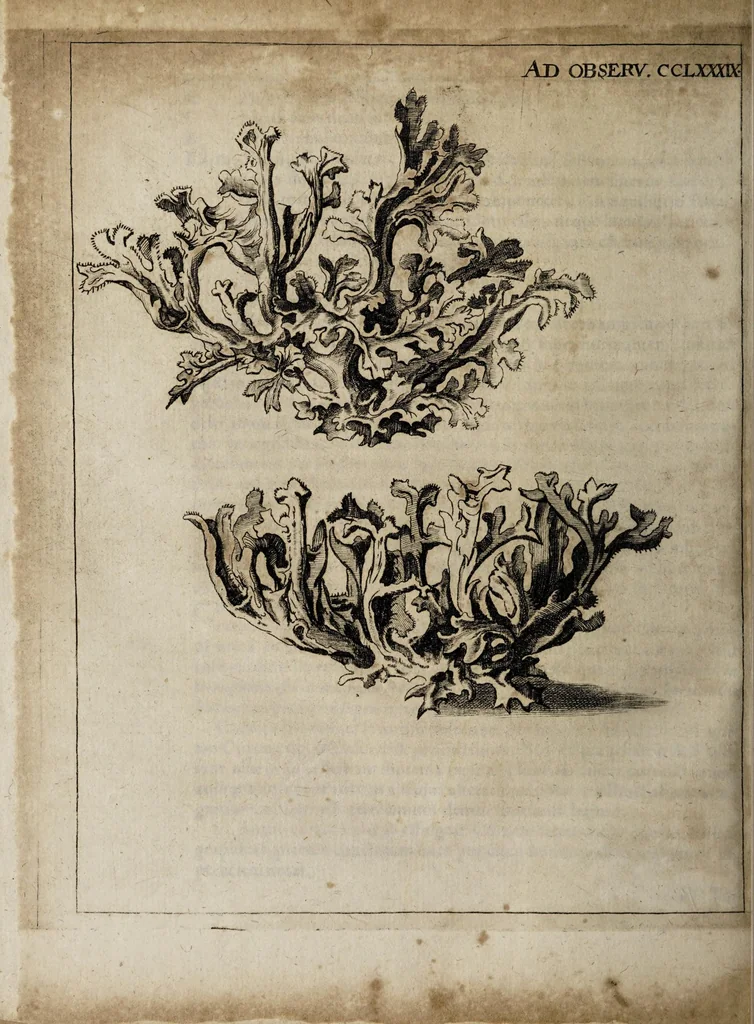 An illustration from Miscellanea curiosa medico-physica Academiæ Naturæ curiosorum, sive, Ephemeridum medico-physicarum Germanicarum curiosarum. 1672., 1672, leaf 594
