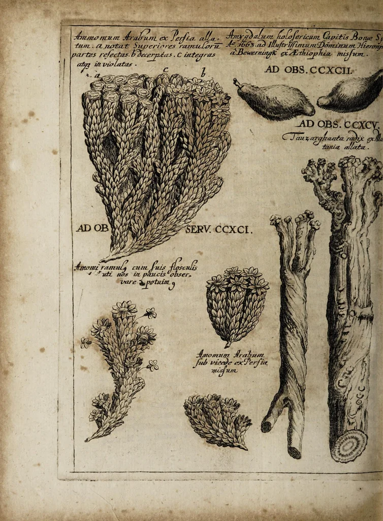 An illustration from Miscellanea curiosa medico-physica Academiæ Naturæ curiosorum, sive, Ephemeridum medico-physicarum Germanicarum curiosarum. 1672., 1672, leaf 600