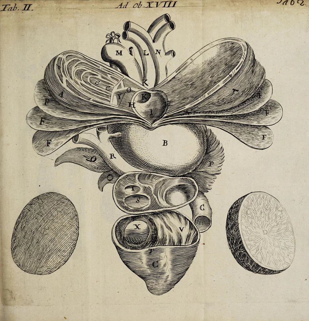 An illustration from Miscellanea medico-physica Academiae Naturae Curiosorum Germaniae : in quibus plurimae et novae observationes, medicae, chirurgicae, anatomicae, therapeuticae, physicae, chymicae, & botanicae, continentur. Cum figuris aeneis. 1672., 1672, leaf 15