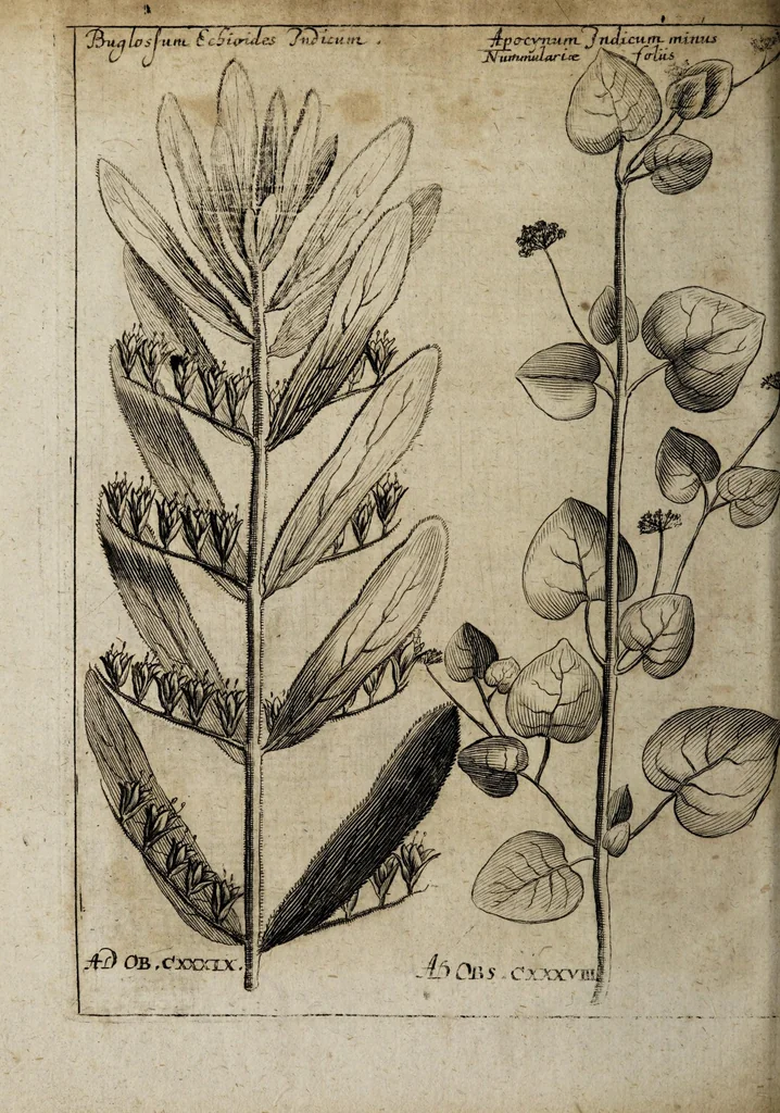 An illustration from Miscellanea curiosa medico-physica Academiæ Naturæ curiosorum, sive, Ephemeridum medico-physicarum Germanicarum curiosarum. 1673-1674., 1674, leaf 170