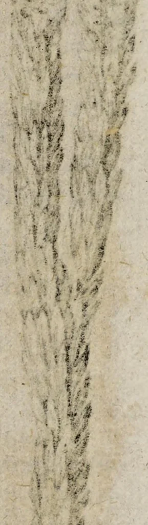 An illustration from Miscellanea curiosa medico-physica Academiæ Naturæ curiosorum, sive, Ephemeridum medico-physicarum Germanicarum curiosarum. 1673-1674., 1674, leaf 211