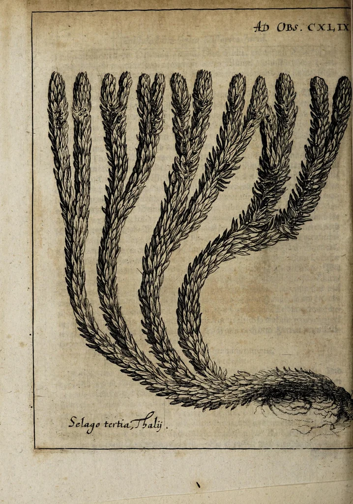 An illustration from Miscellanea curiosa medico-physica Academiæ Naturæ curiosorum, sive, Ephemeridum medico-physicarum Germanicarum curiosarum. 1673-1674., 1674, leaf 212