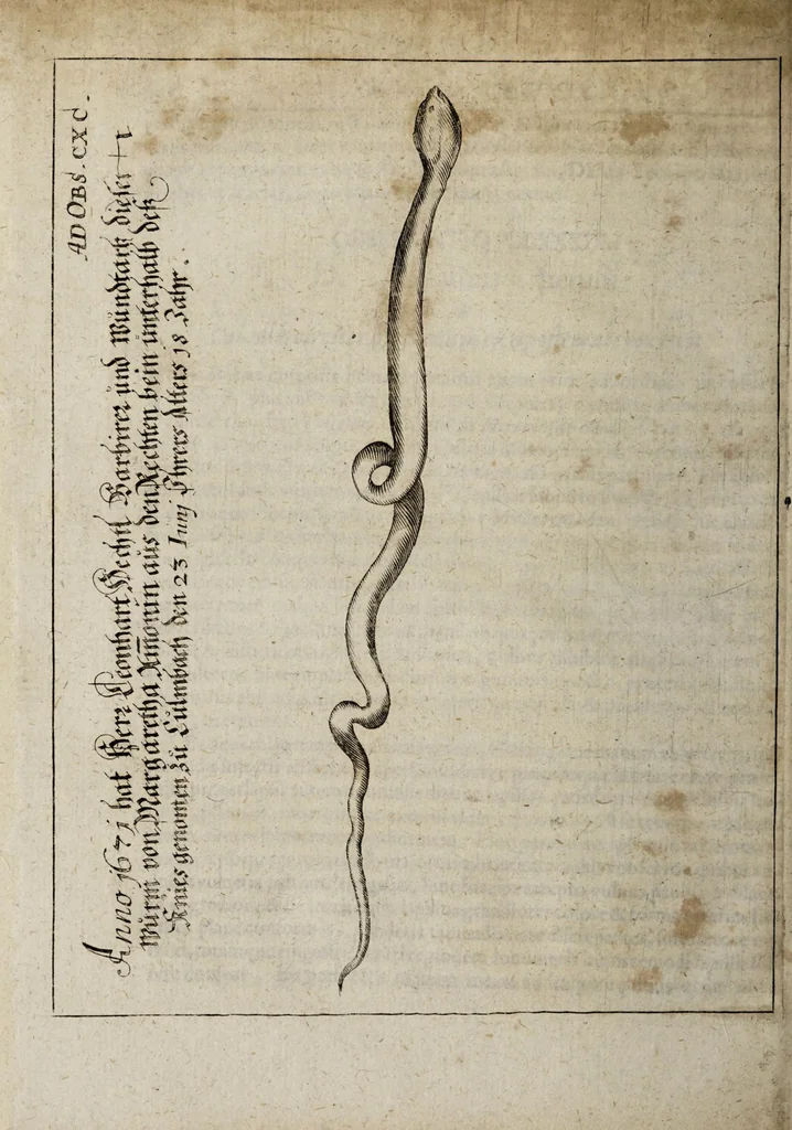 An illustration from Miscellanea curiosa medico-physica Academiæ Naturæ curiosorum, sive, Ephemeridum medico-physicarum Germanicarum curiosarum. 1673-1674., 1674, leaf 280