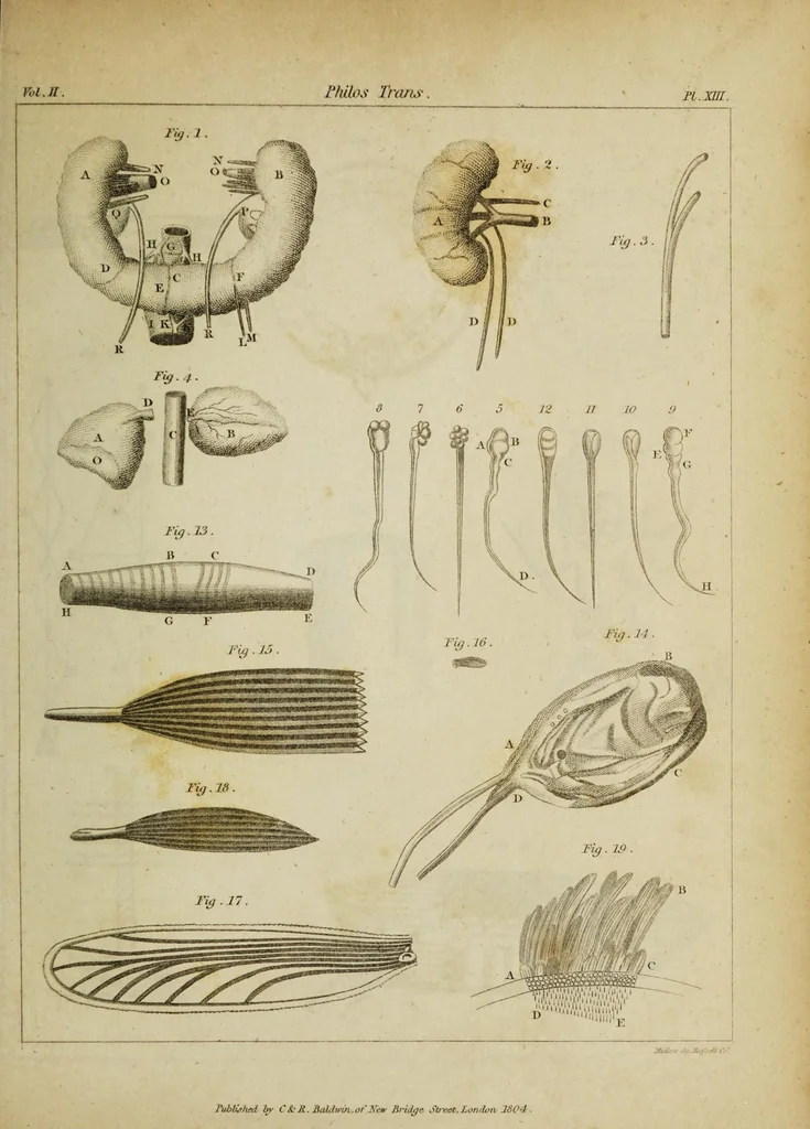 An illustration from The philosophical transactions of the Royal Society of London, from their commencement, in 1665, to the year 1800 : abridged, with notes and biographical illustrations / by Charles Hutton, George Shaw, Richard Pearson. Volume 2, 1672-1683., 1683, leaf 45