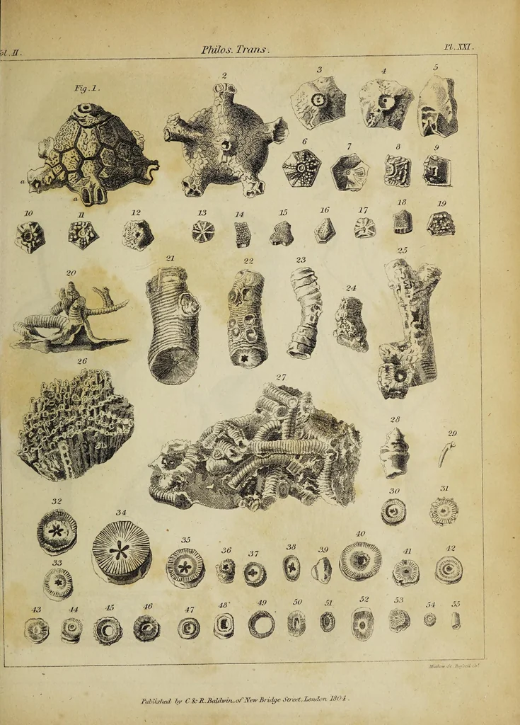 An illustration from The philosophical transactions of the Royal Society of London, from their commencement, in 1665, to the year 1800 : abridged, with notes and biographical illustrations / by Charles Hutton, George Shaw, Richard Pearson. Volume 2, 1672-1683., 1683, leaf 59