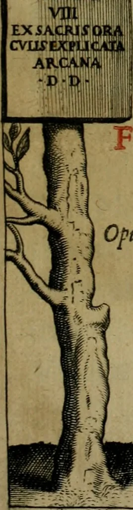 An illustration from Sacrorum elaeochrismaton myrothecium sacroprophanum : in quo ex antiquis Graecis at Latinis scriptoribus quidquid ad nomina, antiquitatem, vsum & abusum oleorum & vnguentorum ex sacris habetur litteris dilucidè explicatur, 1625, leaf 6