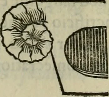 An illustration from Sacrorum elaeochrismaton myrothecium sacroprophanum : in quo ex antiquis Graecis at Latinis scriptoribus quidquid ad nomina, antiquitatem, vsum & abusum oleorum & vnguentorum ex sacris habetur litteris dilucidè explicatur, 1625, leaf 824