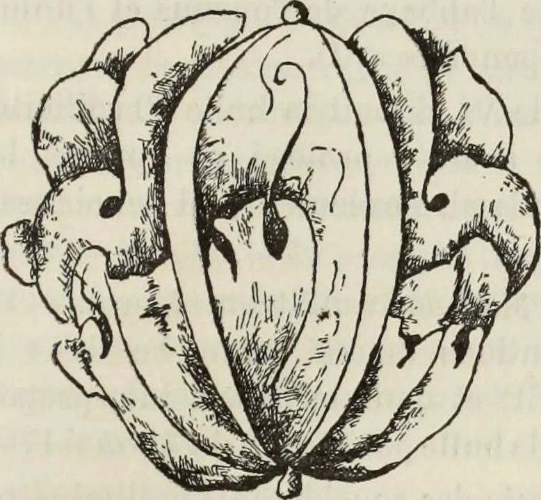 An illustration from Saint-Philibert de Tournus, 1905, leaf 252