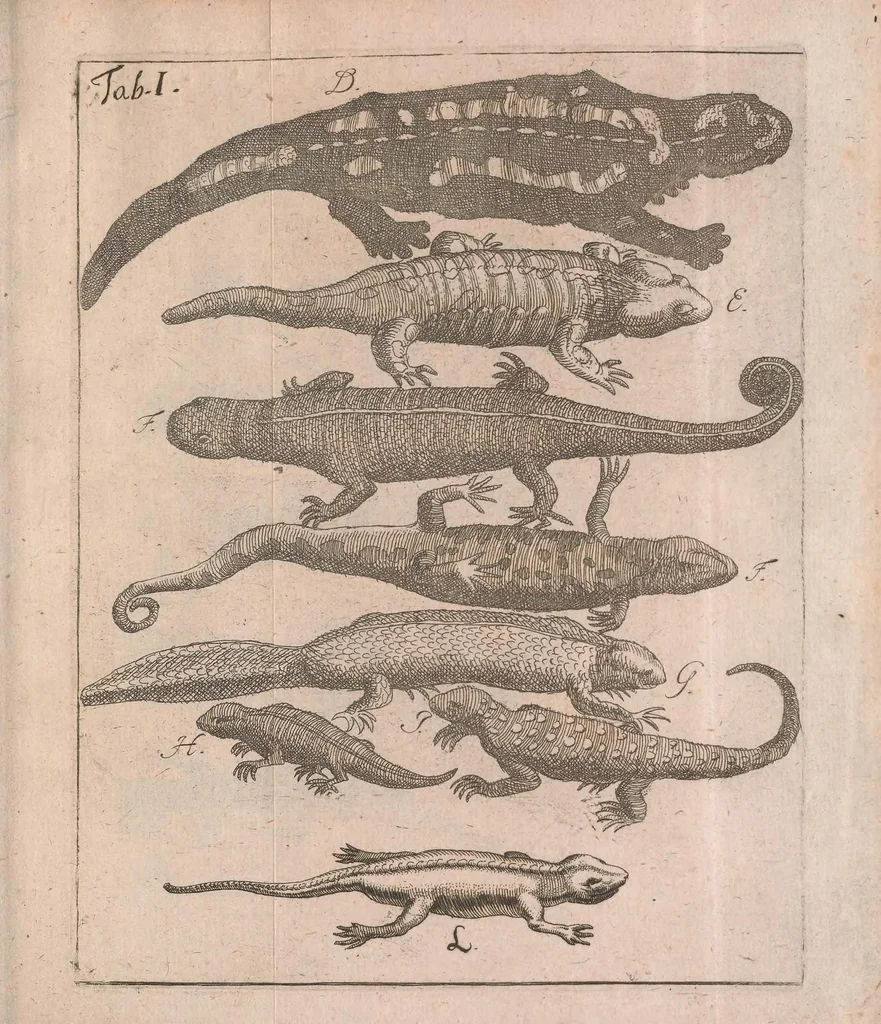 An illustration from Salamandrologia, h.e. Descriptio historico-philologico-philosophico-medica salamandrae quae vulgò in igne vivere creditur : S.R.J. Academiae naturae curiosis exhibita, 1683, leaf 159
