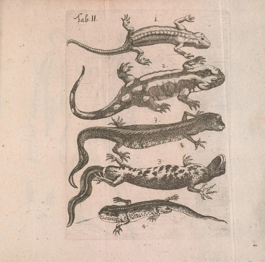 An illustration from Salamandrologia, h.e. Descriptio historico-philologico-philosophico-medica salamandrae quae vulgò in igne vivere creditur : S.R.J. Academiae naturae curiosis exhibita, 1683, leaf 161