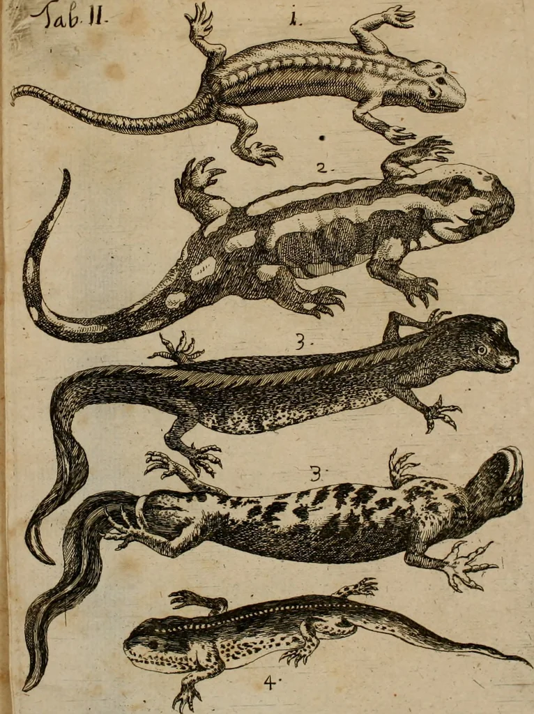An illustration from Salamandrologia, h.e. Descriptio historico-philologico-philosophico-medica salamandrÃ¦ quÃ¦ vulgÃ² in igne vivere creditur, S.R.J. AcademiÃ¦ naturÃ¦ curiosis exhibita, 1683, leaf 160