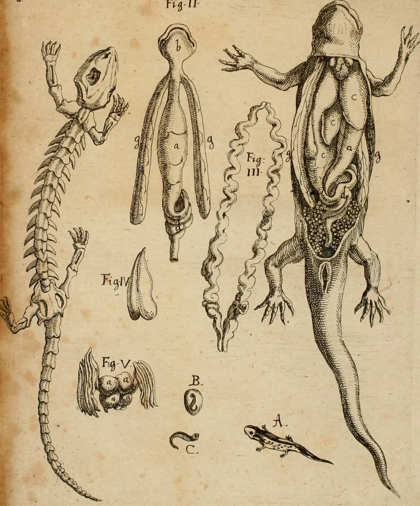An illustration from Salamandrologia, h.e. Descriptio historico-philologico-philosophico-medica salamandrÃ¦ quÃ¦ vulgÃ² in igne vivere creditur, S.R.J. AcademiÃ¦ naturÃ¦ curiosis exhibita, 1683, leaf 162