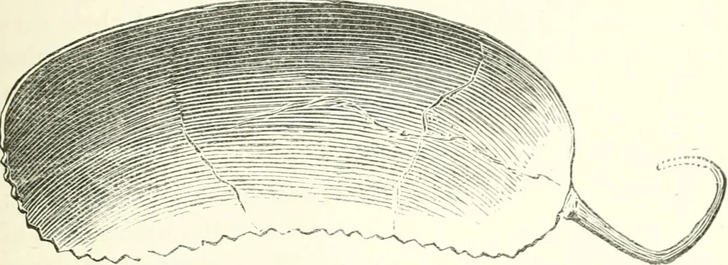 An illustration from Salaminia (Cyprus) : the history, treasures, & antiquities of Salamis in the island of Cyprus, 1882, leaf 120