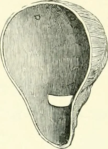 An illustration from Salaminia (Cyprus) : the history, treasures, & antiquities of Salamis in the island of Cyprus, 1882, leaf 349