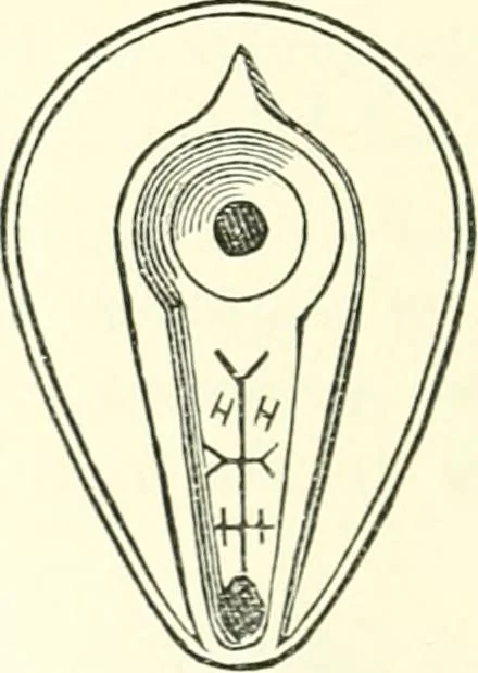 An illustration from Salaminia (Cyprus) : the history, treasures, & antiquities of Salamis in the island of Cyprus, 1882, leaf 399