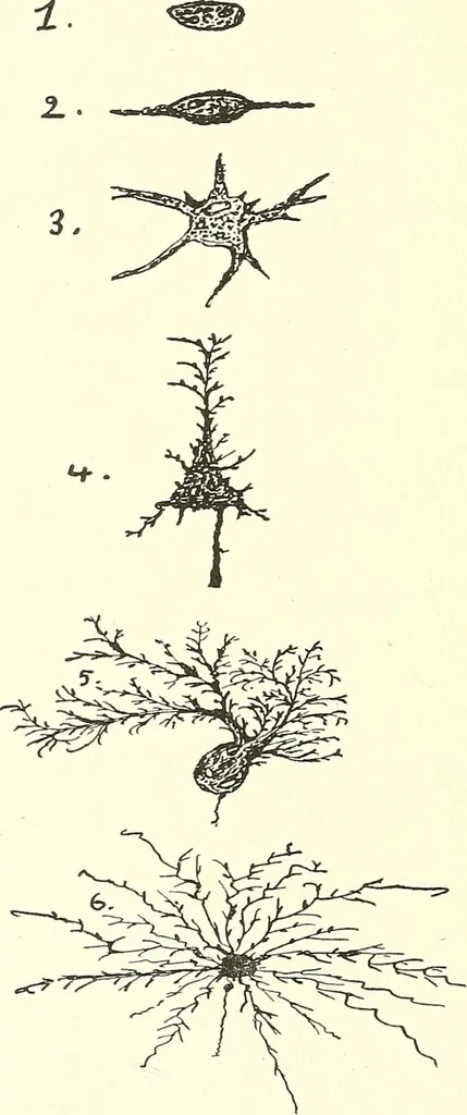 An illustration from Salvation by science (Natural salvation) : immortal life on the earth from the growth of knowledge and the development of the human brain, 1913, leaf 43