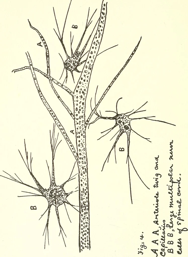 An illustration from Salvation by science (Natural salvation) : immortal life on the earth from the growth of knowledge and the development of the human brain, 1913, leaf 49