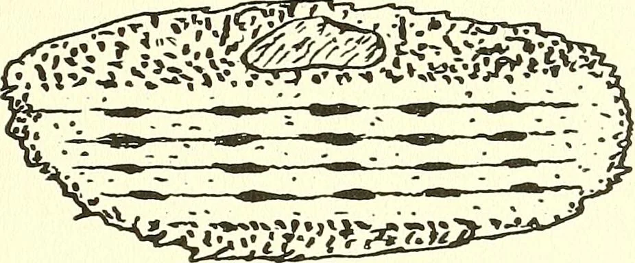 An illustration from Salvation by science (Natural salvation) : immortal life on the earth from the growth of knowledge and the development of the human brain, 1913, leaf 50
