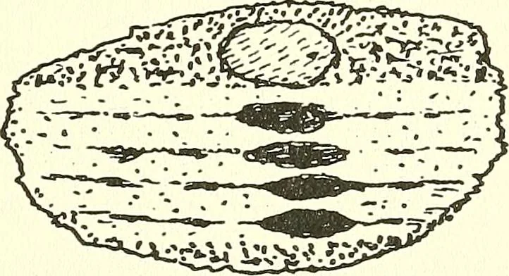 An illustration from Salvation by science (Natural salvation) : immortal life on the earth from the growth of knowledge and the development of the human brain, 1913, leaf 50