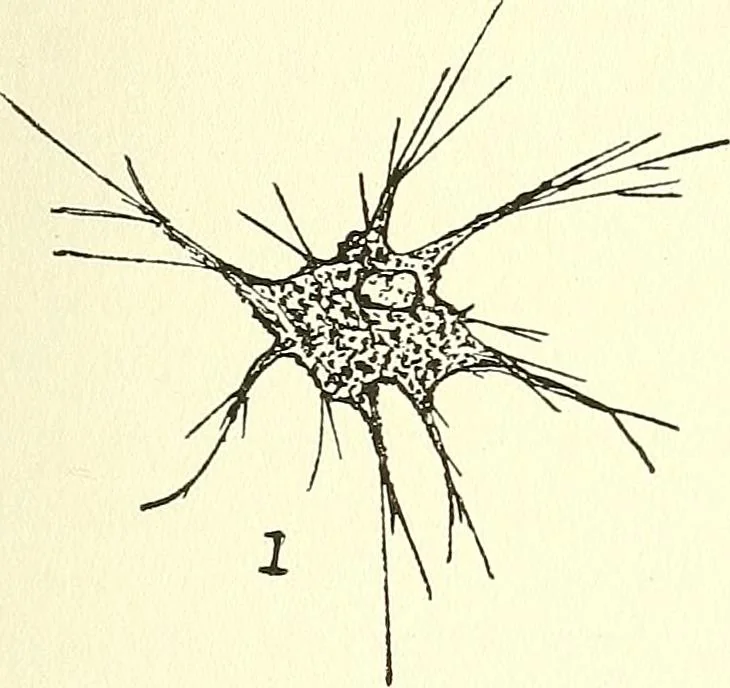 An illustration from Salvation by science (Natural salvation) : immortal life on the earth from the growth of knowledge and the development of the human brain, 1913, leaf 76