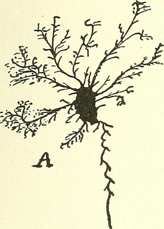 An illustration from Salvation by science (Natural salvation) : immortal life on the earth from the growth of knowledge and the development of the human brain, 1913, leaf 78