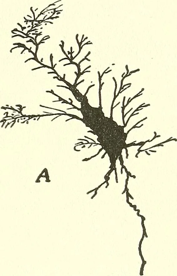An illustration from Salvation by science (Natural salvation) : immortal life on the earth from the growth of knowledge and the development of the human brain, 1913, leaf 78