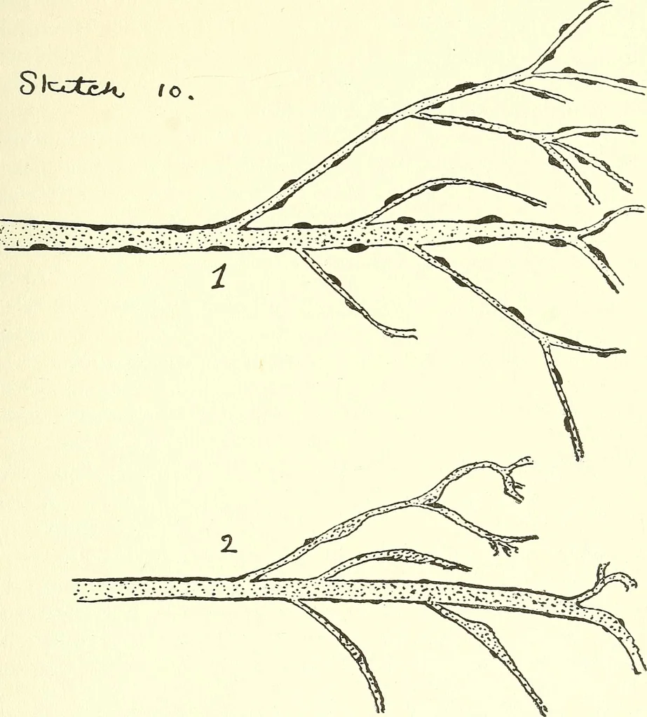 An illustration from Salvation by science (Natural salvation) : immortal life on the earth from the growth of knowledge and the development of the human brain, 1913, leaf 80