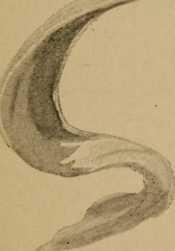 An illustration from Sartor resartus; the life and opinions of Herr Teufelsdröckh, 1893, leaf 66