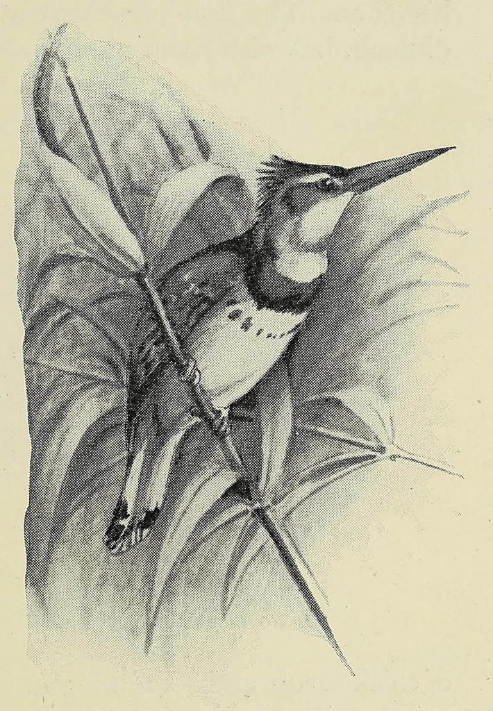 An illustration from Savage Sudan : its wild tribes, big-game and bird-life, 1921, leaf 111
