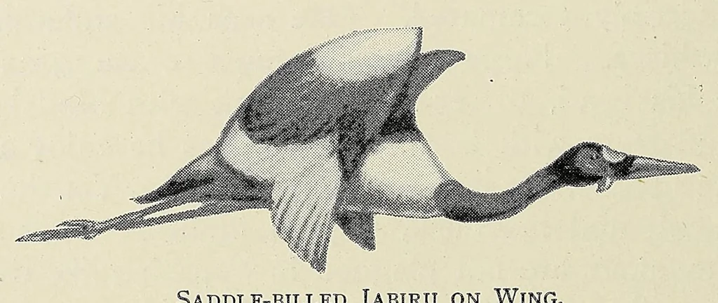 An illustration from Savage Sudan : its wild tribes, big-game and bird-life, 1921, leaf 184