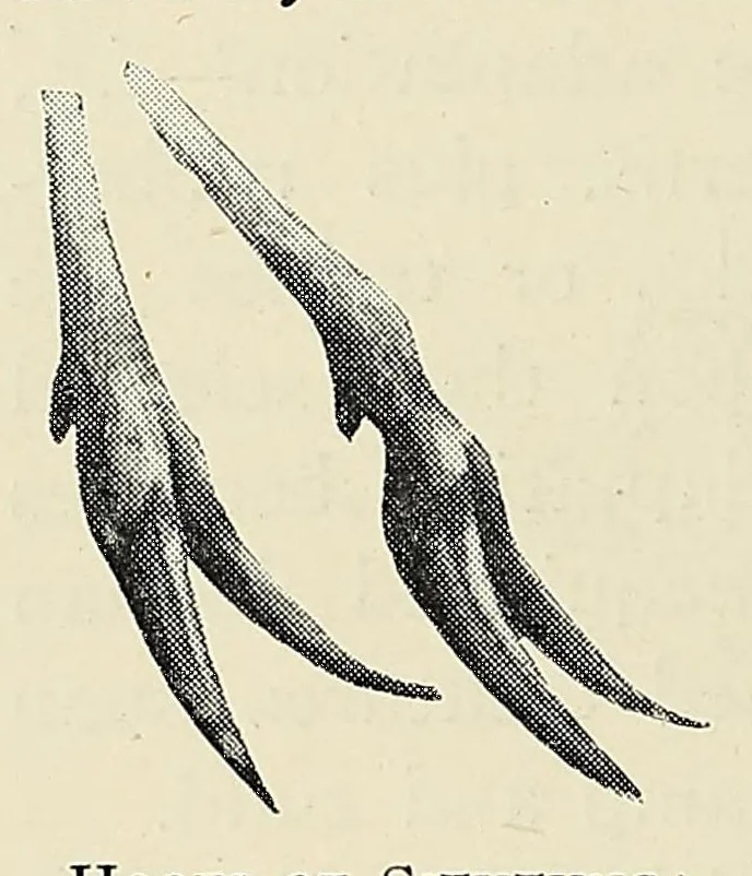 An illustration from Savage Sudan : its wild tribes, big-game and bird-life, 1921, leaf 204