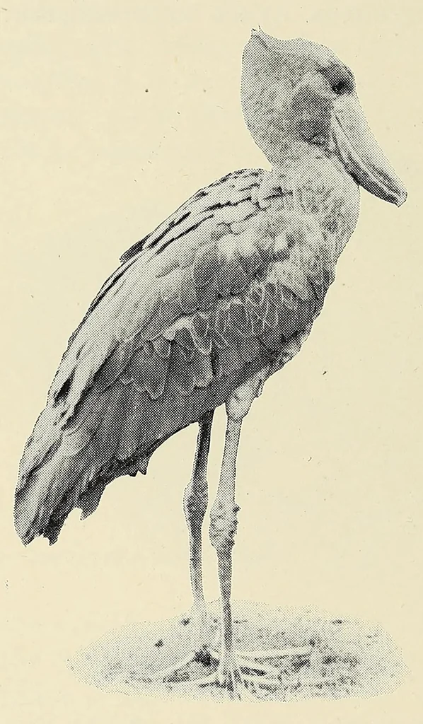 An illustration from Savage Sudan : its wild tribes, big-game and bird-life, 1921, leaf 334